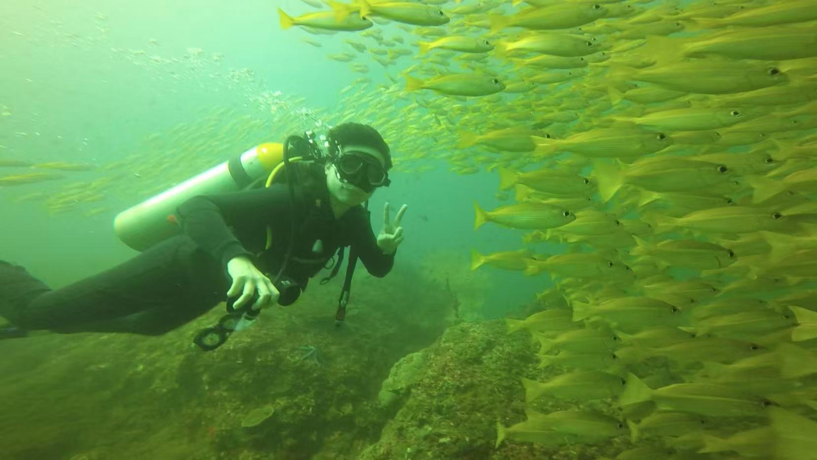 A diver swimming beside a large school of yellow fish