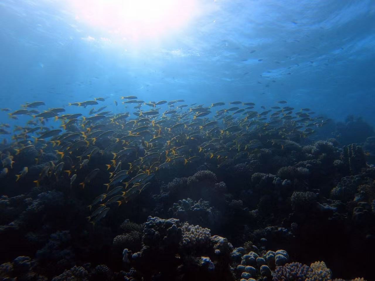 Sunlight enters the water above a school of fish swimming over a reef