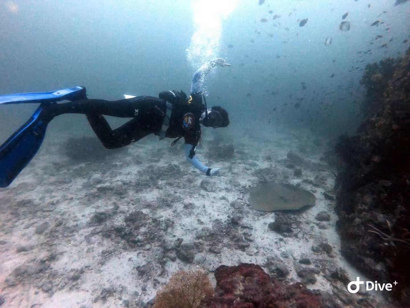 A diver swims above the seabed near a ray