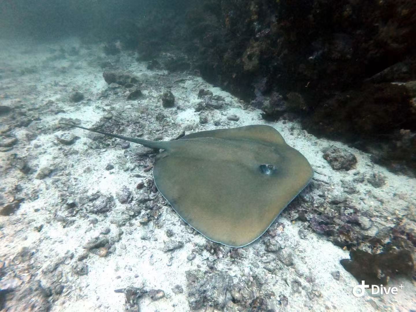 A ray rests on the sandy seabed among rocks