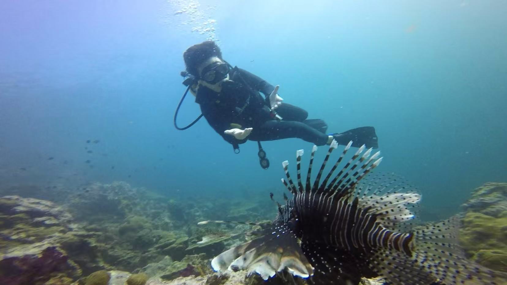 A diver swims behind a lionfish with its fins spread