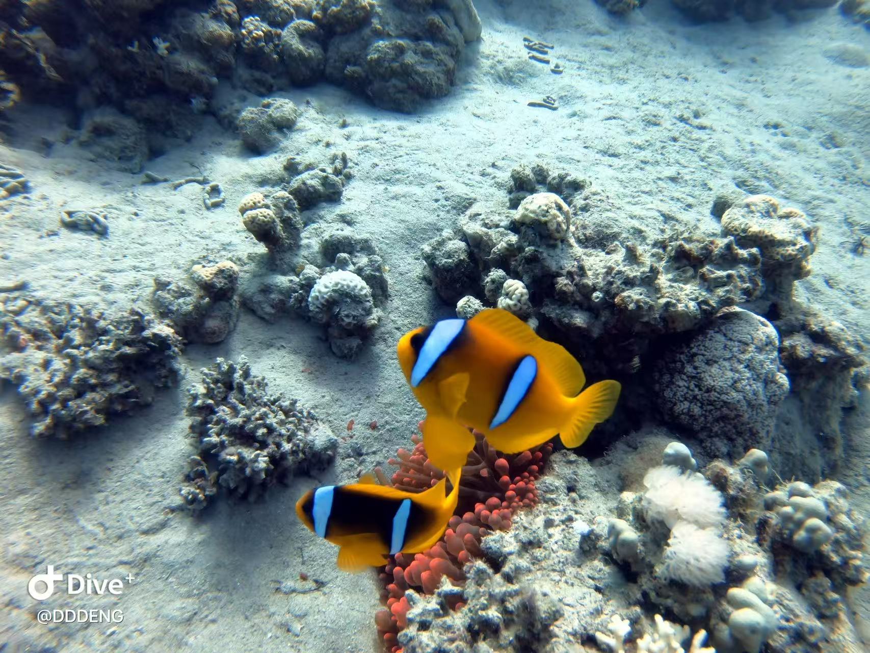 Two orange fish swim beside a sea anemone and reef