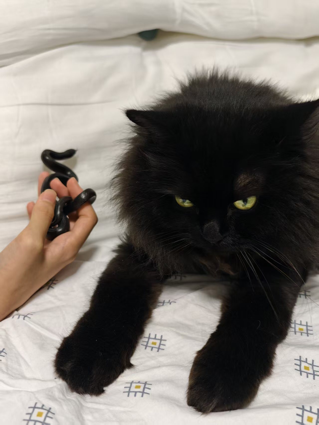 黒猫がベッドに寝そべり、そばの手がおもちゃを持っている