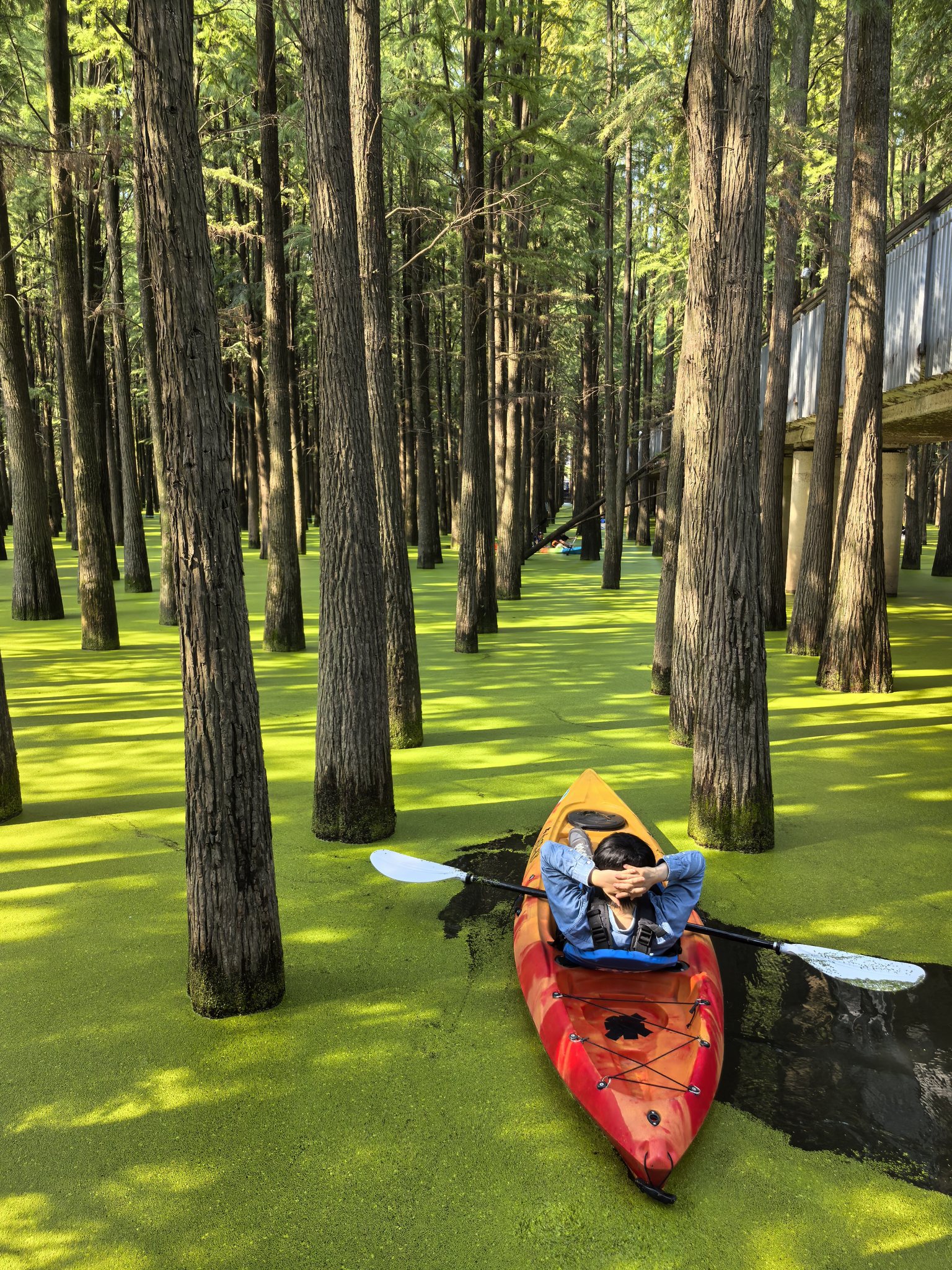 Un kayak orange et rouge se trouve dans un chenal boisé couvert de lentilles d'eau, avec sa passagère allongée